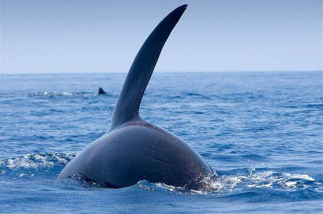39806 724 - لحظه پرش پنج متری نهنگ قاتل و برخورد با دلفین در دریای کورتز مکزیک