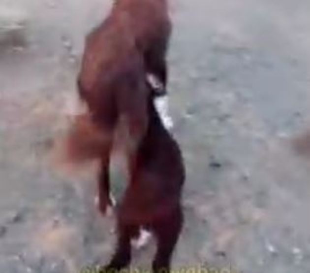 40859 391 - فیلم لحظه شیردادن سگ گله در نجف آباد به یک بره بی مادر