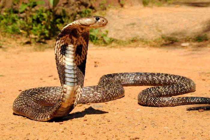 indian cobra - کشنده ترین حیوانات جهان - لیست 15 حیوان مرگبار و خطرناک دنیا