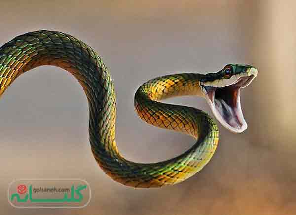many snakes dream Interpretation 1 - تعبیر خواب مارهای زیاد به چه معناست ؟!!