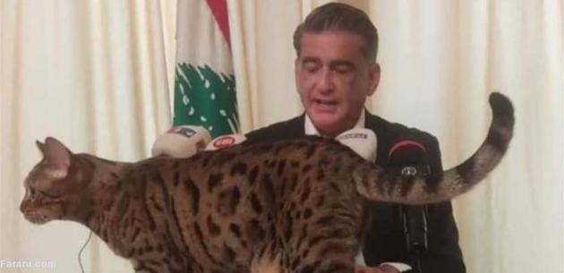 41802 371 - فیلم ورود سرزده گربه به کنفرانس مطبوعاتی نماینده سابق پارلمان لبنان