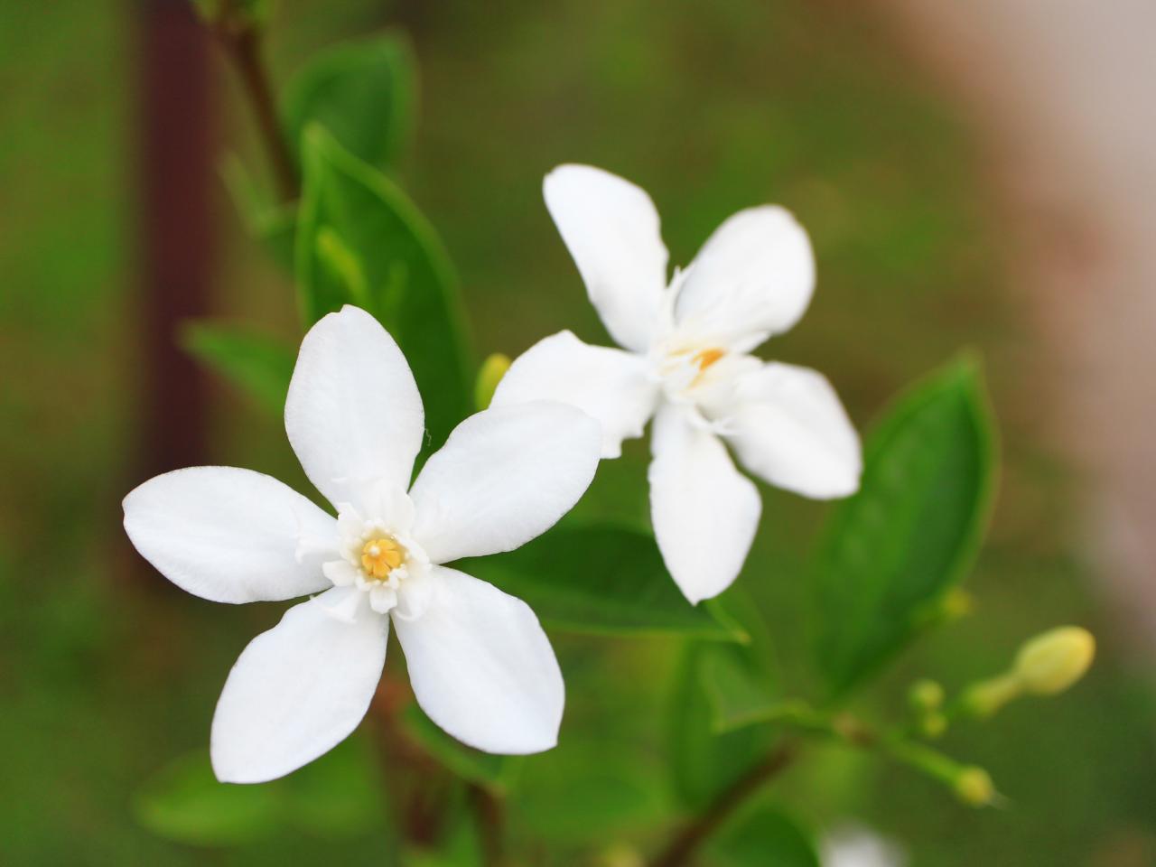Winter jasmine flowers 2 - معرفی انواع گل یاس و رازهای نگهداری و پرورش آن ها