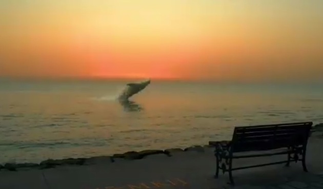 53534 914 - فیلم | پرش زیبای نهنگ در ساحل بوشهر | شایعه یا واقعیت؟