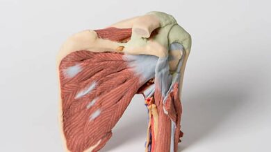 Shoulder anatomy 5 390x220 - آناتومی شانه و عملکرد عضلات آن
