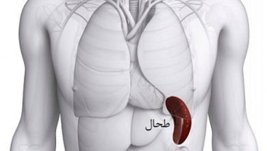 Anatomy of the spleen 8 390x220 - آناتومی طحال و عملکرد و وظایف طحال در بدن